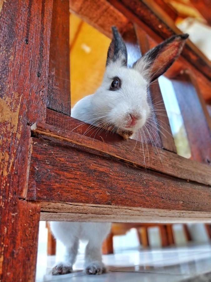 Follow The Rabbit Bungalow Gili Air Buitenkant foto